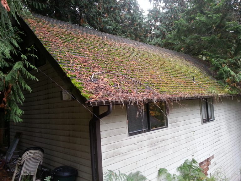 Everett Moss Removal