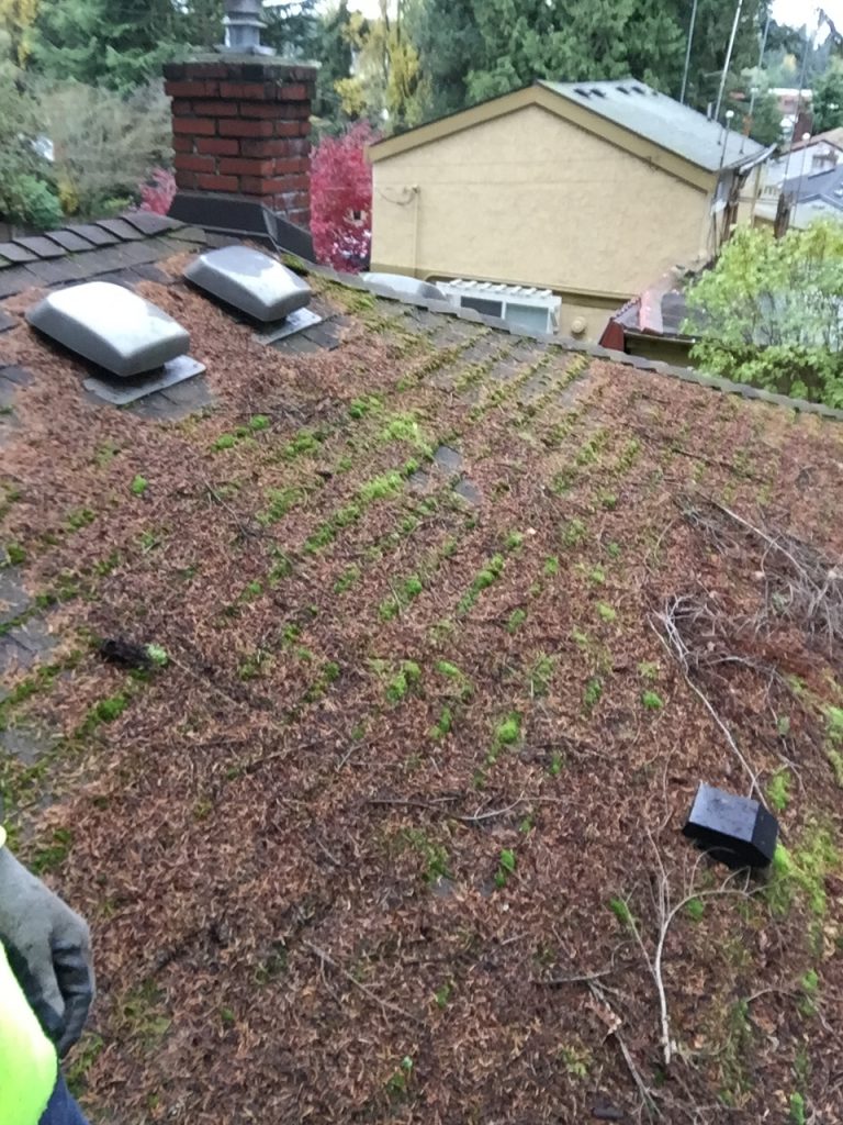 Roof Cleaning