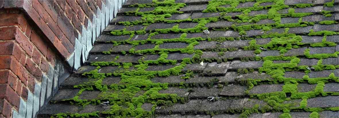 Moss Removal Everett Washington