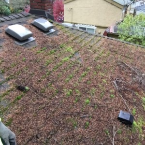 Roof Cleaning in Everett, WA