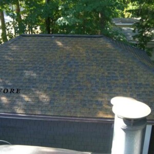 Professional Moss Removal