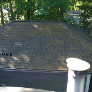 Professional Moss Removal