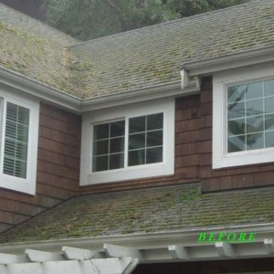 Professional Moss Removal From Roof