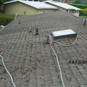 Expert Roof Cleaning