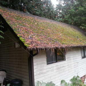 Bellingham Moss Removal