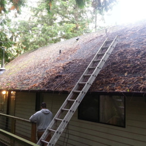 Bellingham Moss Removal