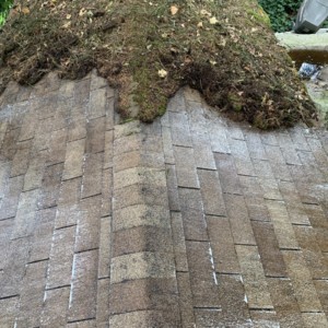 Moss Removal Woodinville Washington