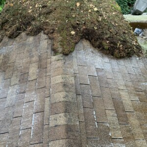 Moss Removal Woodinville Washington