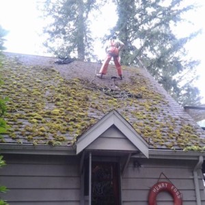 Arlington Moss Removal