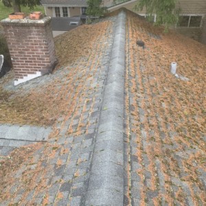 Everett Roof Cleaning