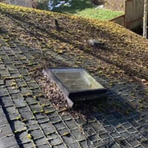 Arlington Moss Removal & Roof Cleaning